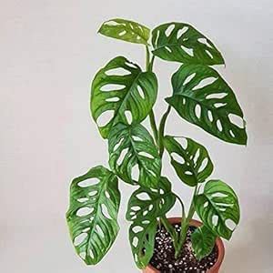 UGALOO Aerifying Monstera Obliqua Green Plant with Fertilizer (Pot ...