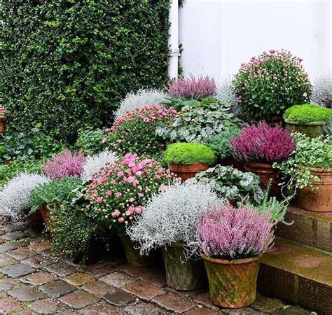 21 perfect outdoor winter plants for pots – Artofit