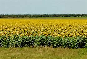 Image result for Beautiful Sunflower Quotes