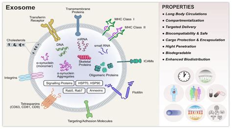 Exosomes as New Generation Vehicles for Drug Delivery: Biomedical ...