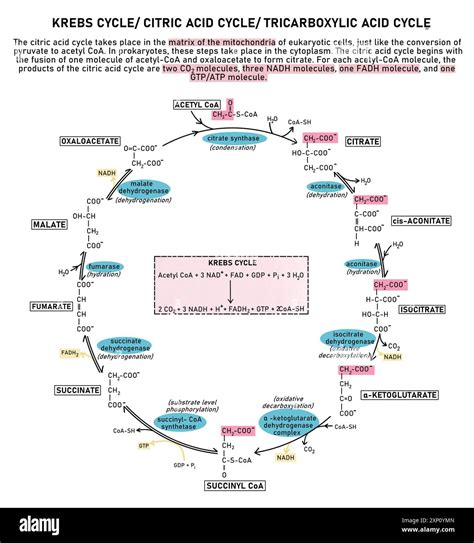 Krebs Cycle Diagram