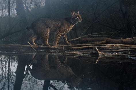 I'm a wildlife photographer from North Carolina. I photographed this ...