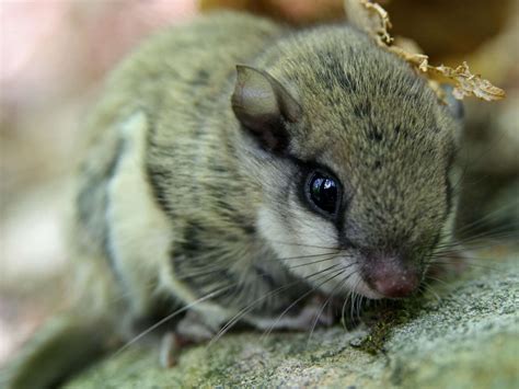 Baby Southern Flying Squirrel