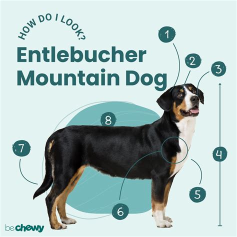 Entlebucher Sennenhund Puppies