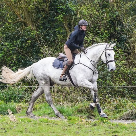 Irish Sport Horses for sale in the USA – Manhattan Riding Club