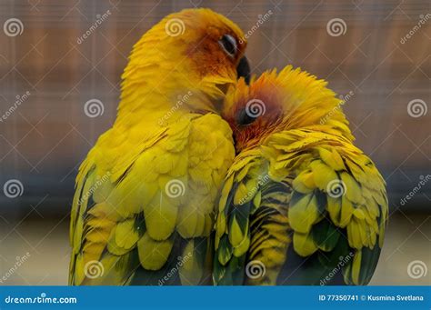 Parrots in a Russian zoo. stock image. Image of color - 77350741