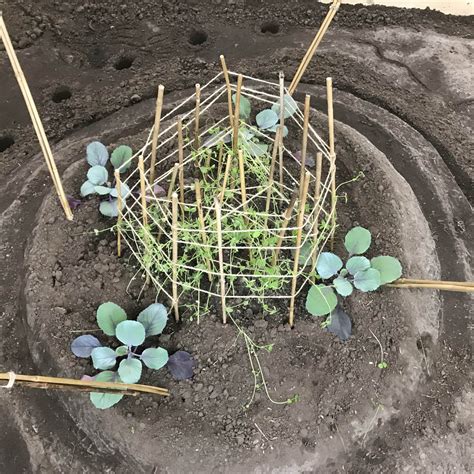 Finissage: The One-Straw Revolution – Framer Framed