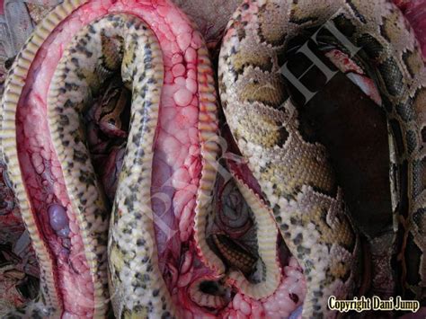 Image result for Eating Python Meat