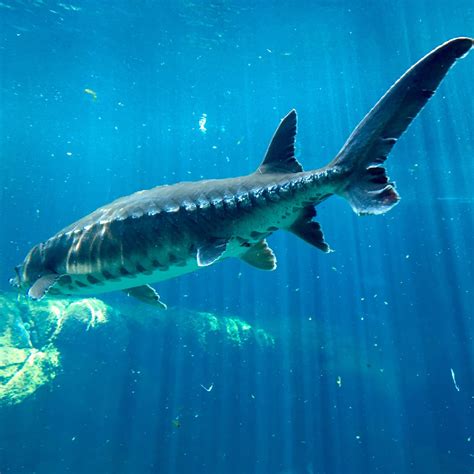 When Is the Best Time to Fish for White Sturgeon? Expert Tips Inside