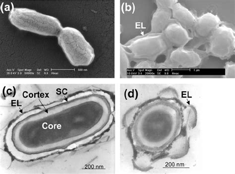 Scanning Electron Micrograph 的图像结果