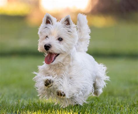 West Highland Terrier Puppies Wallpaper
