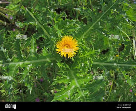 Sharp-fringed Sow Thistle, Prickly Sow Thistle, Spiny Sow Thistle, Spiny-leaved Sow Thistle ...