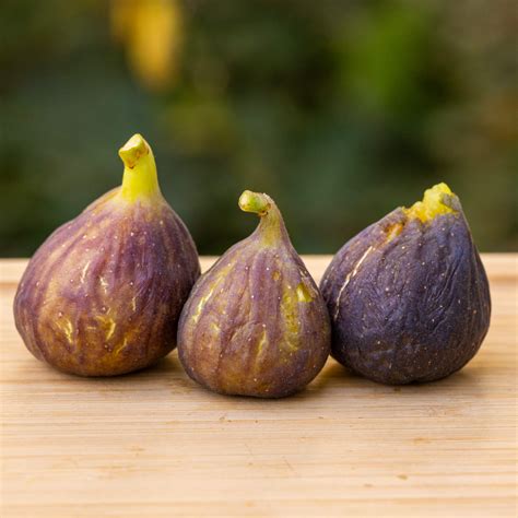 UNK Sicilian Dark - Chesapeake Figs