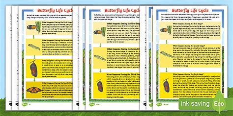 Butterfly Life Cycle Differentiated Reading Comprehension Activity