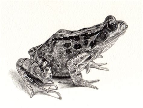 frog drawing pencil