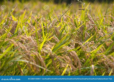 Full Grains, Ears Hanging Down, Crops that are about To Mature, Rice ...