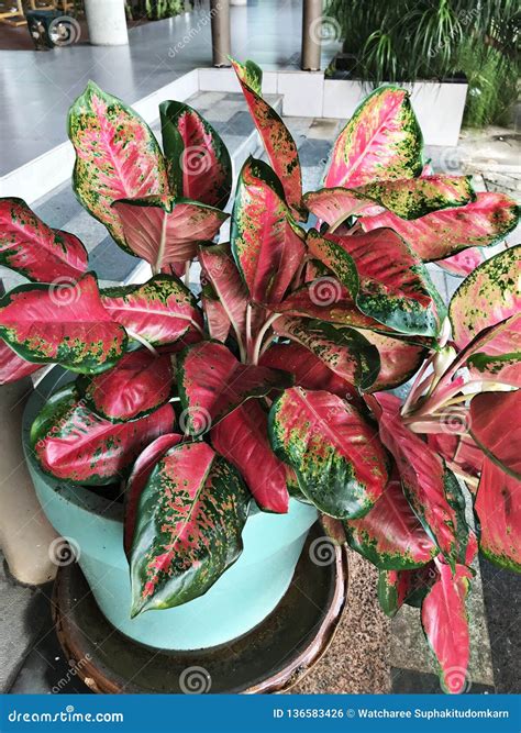 Aglaonema Red Chinese Evergreen