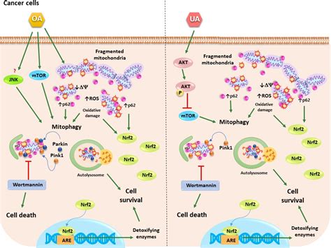 Ursolic and Oleanolic Acids Induce Mitophagy in A549 Human Lung Cancer ...