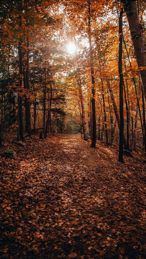 Download Light Brown Aesthetic Pictures | Wallpapers.com