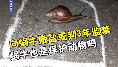 香港男子因向蜗牛撒盐被逮捕？其实这种蜗牛不仅不珍贵还危害很大_腾讯新闻
