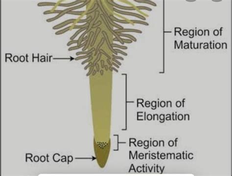 Draw the neat and labelled diagram of root tip showing root hair zone ...