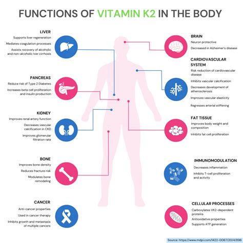 The Human Body Needs Vitamin K For Clotting Blood
