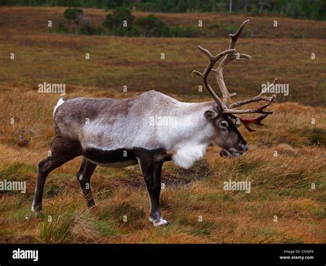 European reindeer, European caribou (Rangifer tarandus tarandus), male ...