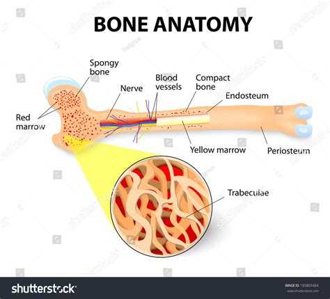 7,729 Bone Blood System Images, Stock Photos & Vectors | Shutterstock