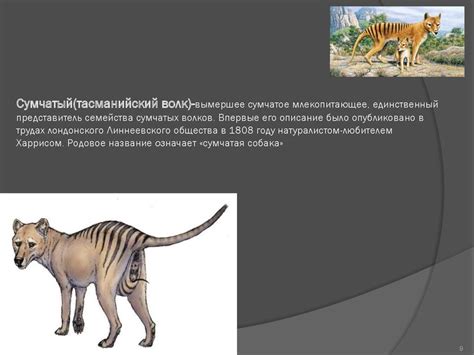 Черная книга животных и птиц - online presentation