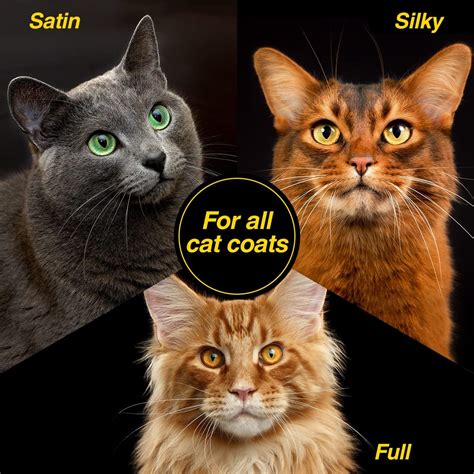 Buy Chris Christensen Top Cat Shine Shampoo for Cats, Groom Like a ...