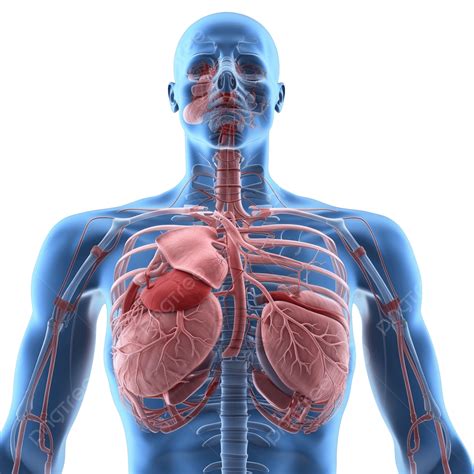 Human Organ Systems