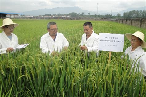 汉中市种子管理站开展水稻品种种植鉴定_简讯_资讯_种业商务网