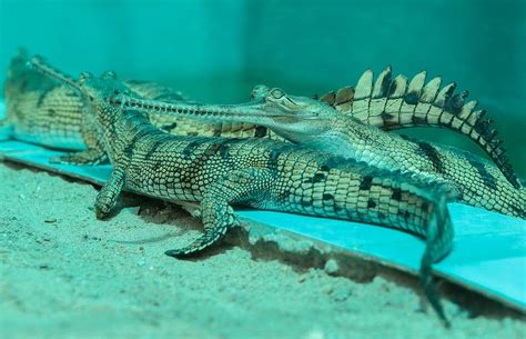 India's Gharial Nears Extinction: A Critical Look at Its Declining ...