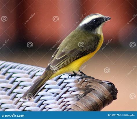 Great Kiskadee Yellow Costa Rican Bird Stock Image - Image of scenic ...