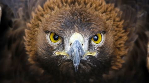 Evolution Bird 的图像结果