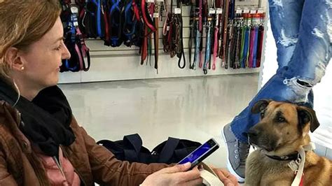 Dog Sets Example Of True Love, Woos Flight Attendant With Complete ...