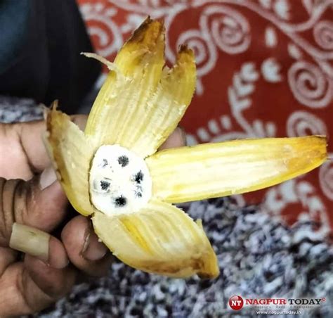 How Bananas Have Seeds at Brodie Bolden blog