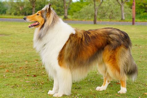 9 Beautiful Types Of Collie Dog Breeds - Pets Tutorial