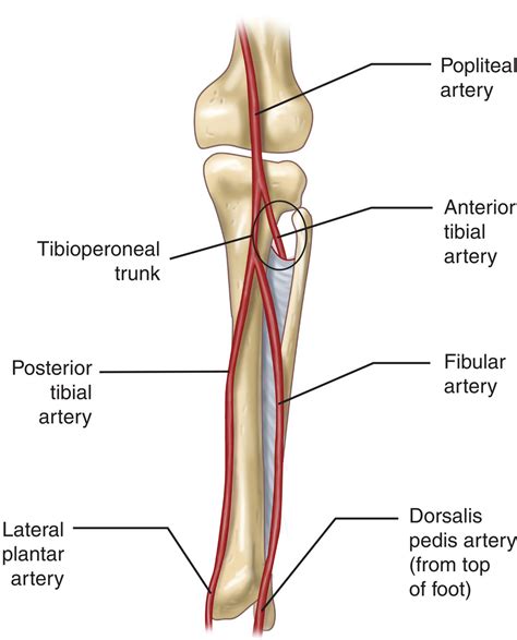 Posterior Tibial Artery Palpation