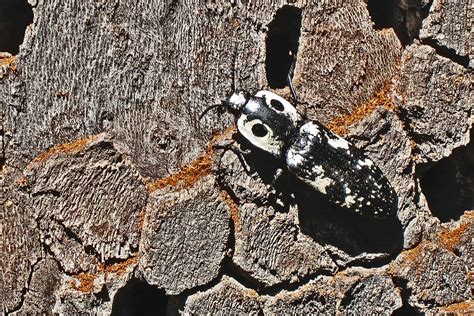 From Dung Rollers to Fireflies: 10 Fascinating Black Beetles - A-Z Animals