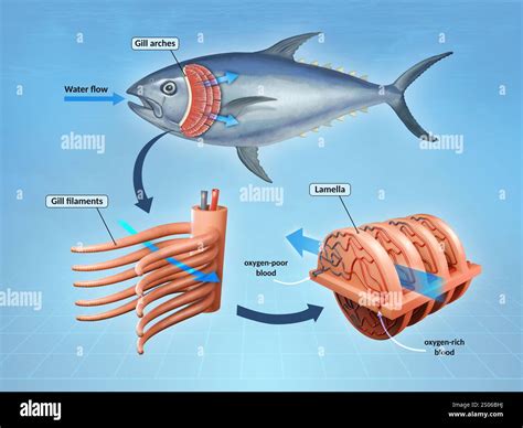 Fish respiratory system with gill filaments close-up. Digital illustration, 3D render Stock ...