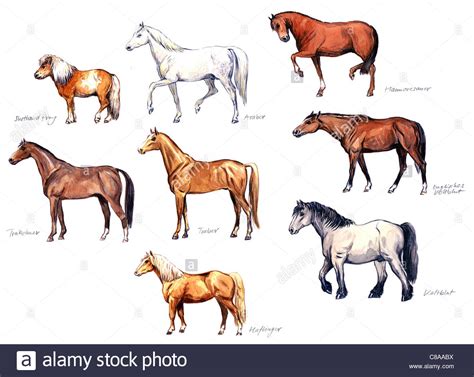 Types Of Horses Horse Breeds Can You Identify These Horse Breeds?
