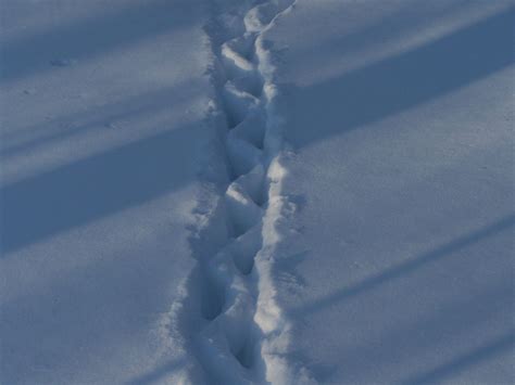 Cat Snow Tracks at Jon Lefebre blog