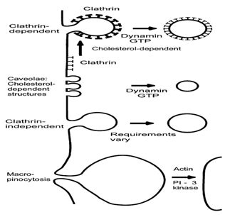 Figure 3: Structures proposed to be involved in endocytosis.