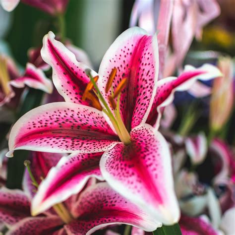 Oriental Lily Stargazer – Easy To Grow Bulbs
