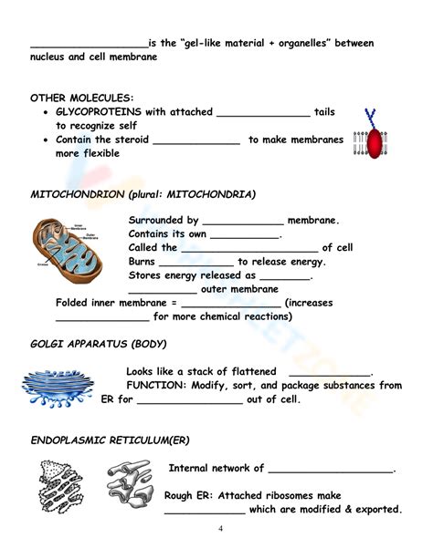 Cell Structure Worksheet Answers 的图像结果