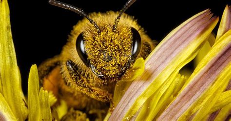 Biodiversity, business and bees | Unilever