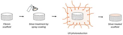 Silver-Treated Silk Fibroin Scaffolds for Prevention of Critical Wound ...