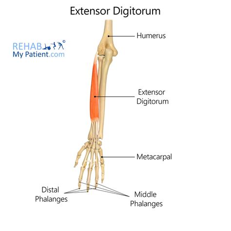 Extensor Digitorum | Rehab My Patient