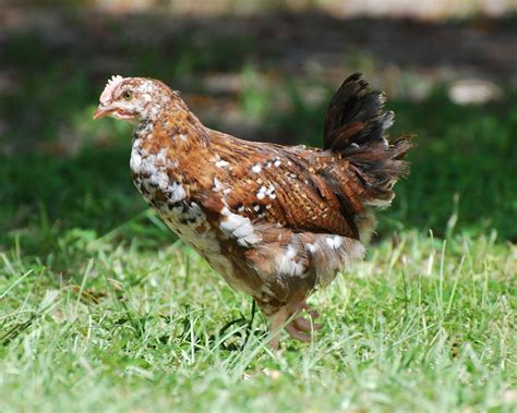 Speckled sussex pullet or roo? | BackYard Chickens - Learn How to Raise ...